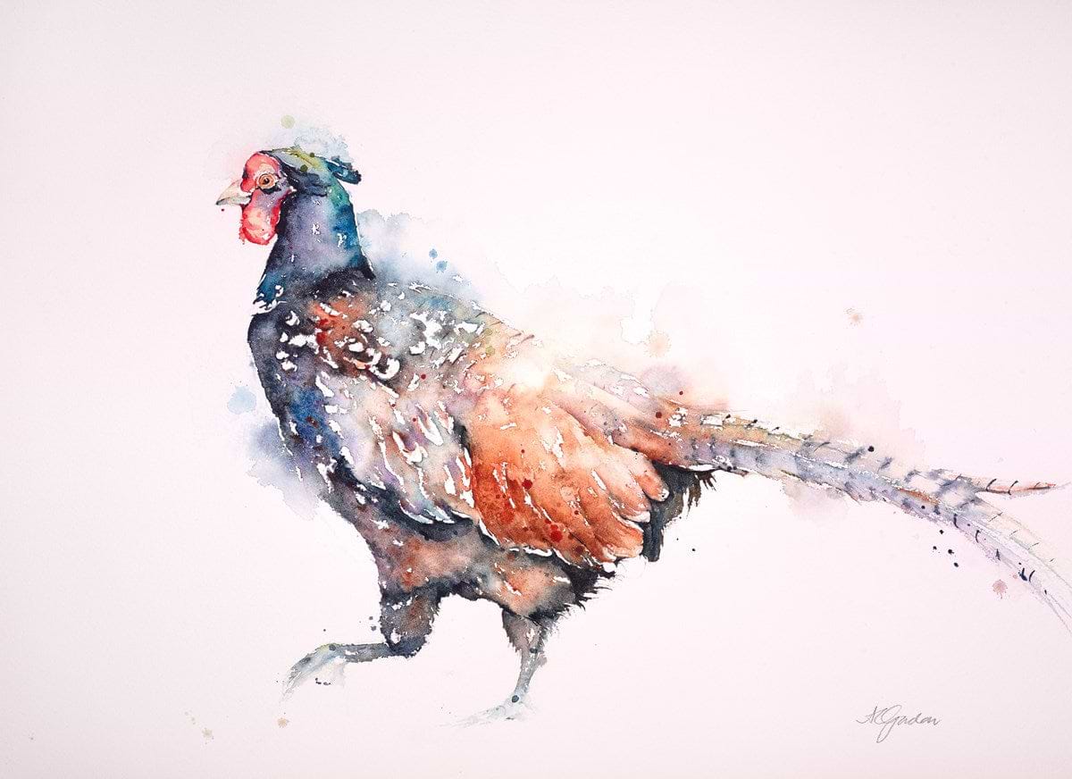 Fine Male Pheasant