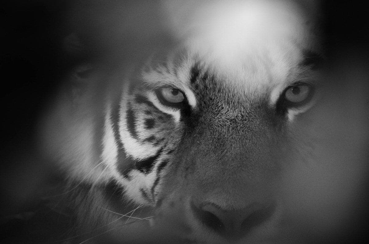 Eye of the Tiger