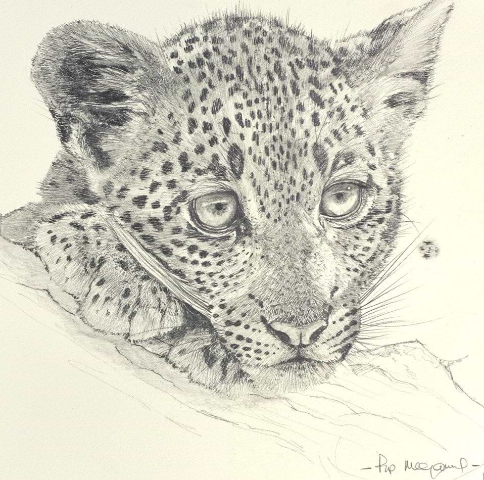 Shy Leopard Cub