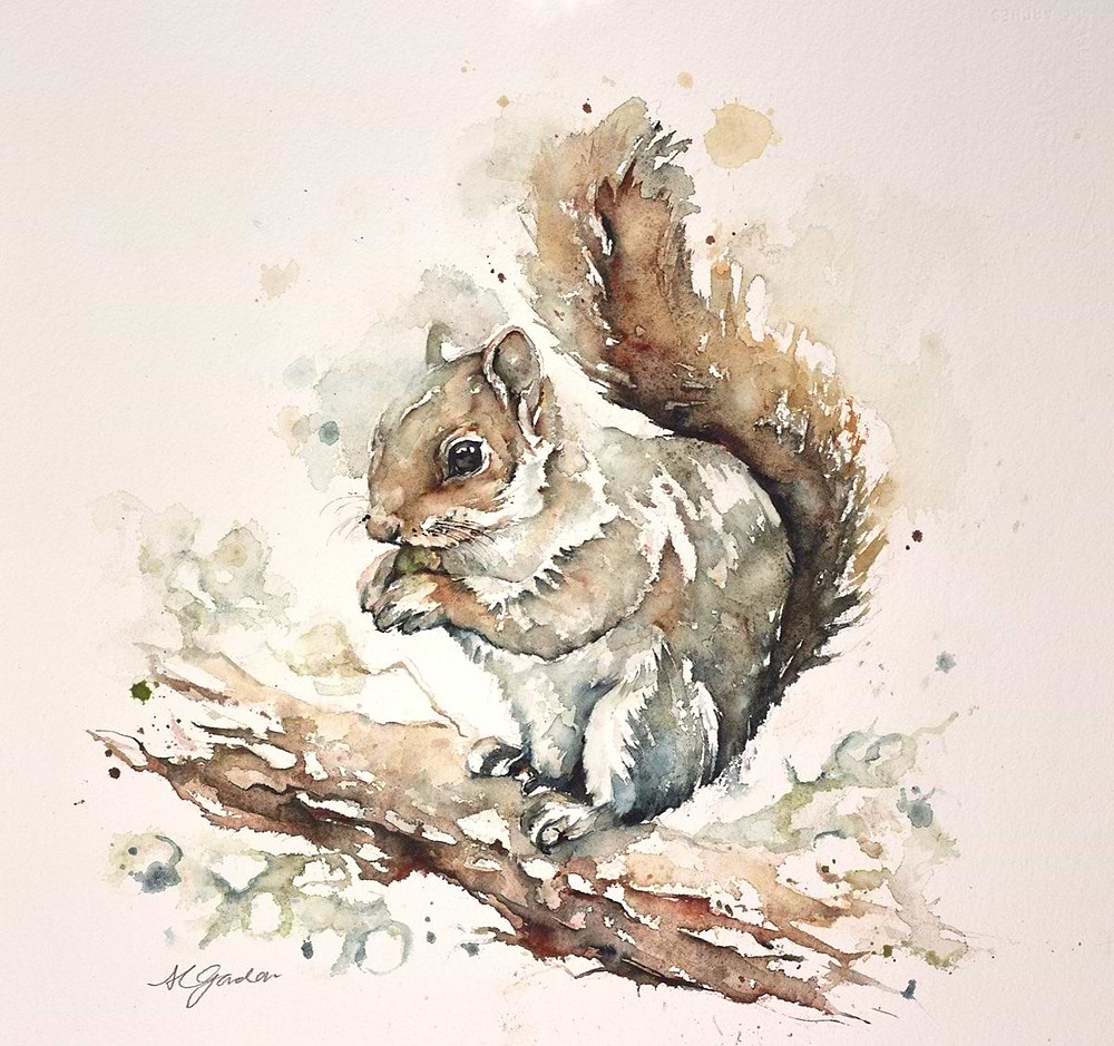 Grey Squirrel with Nut