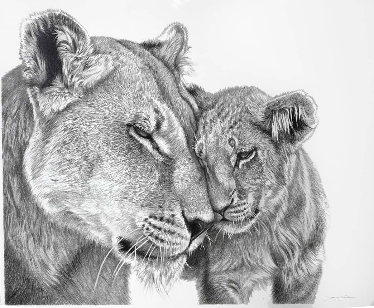Lioness