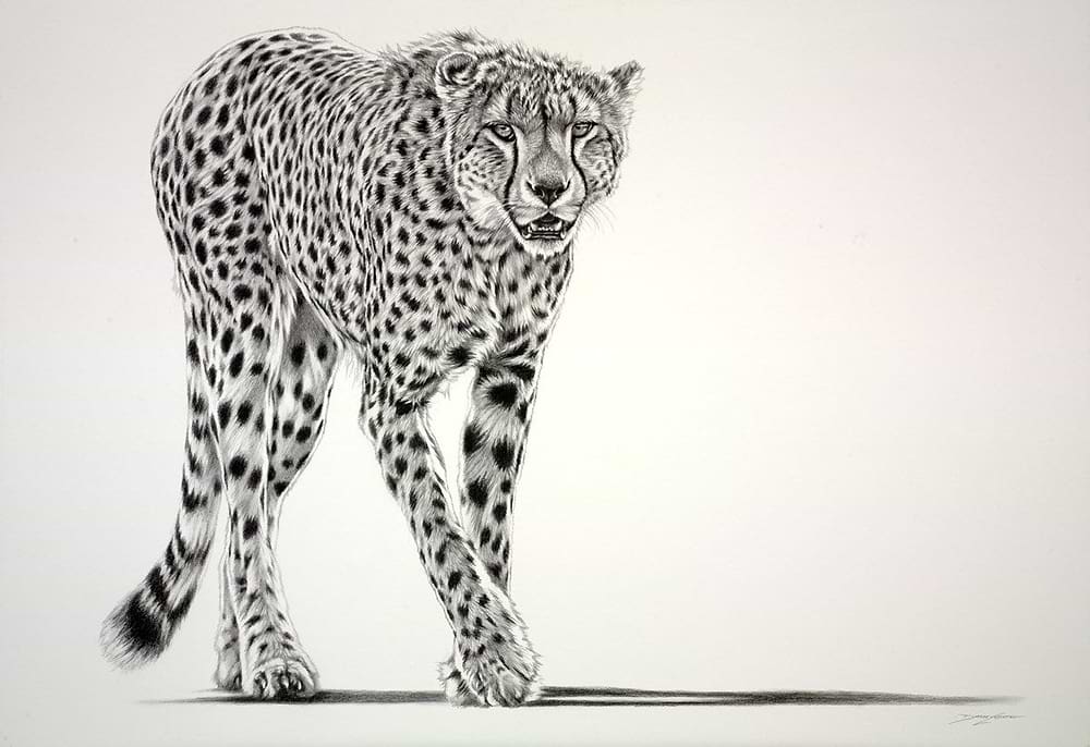 Lurking Cheetah (Study)