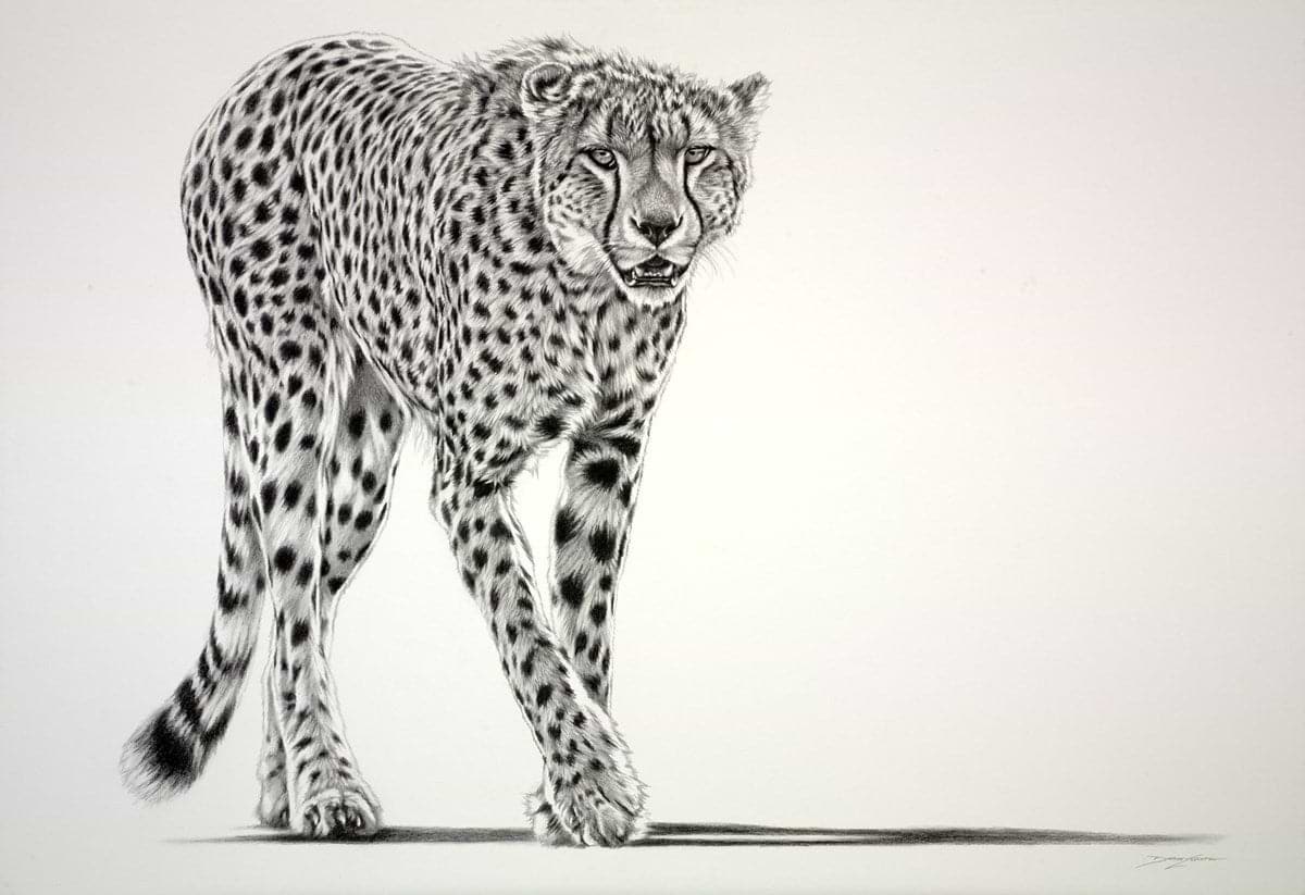 Lurking Cheetah (Study)