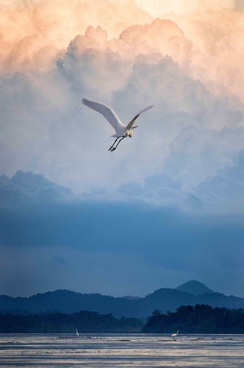 Flight of Fancy