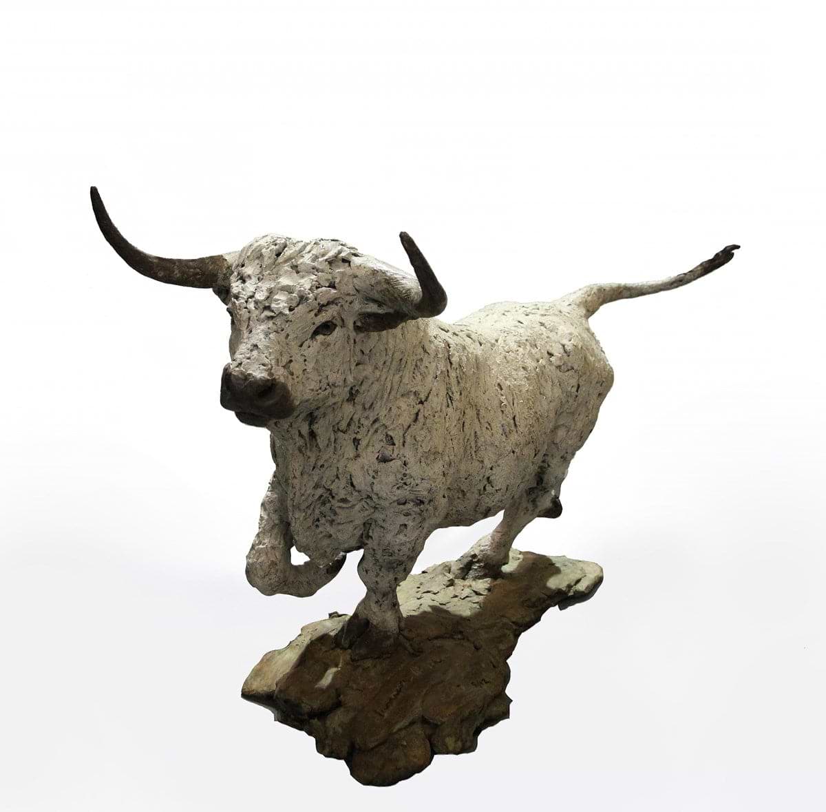 White Park Bull - 2017