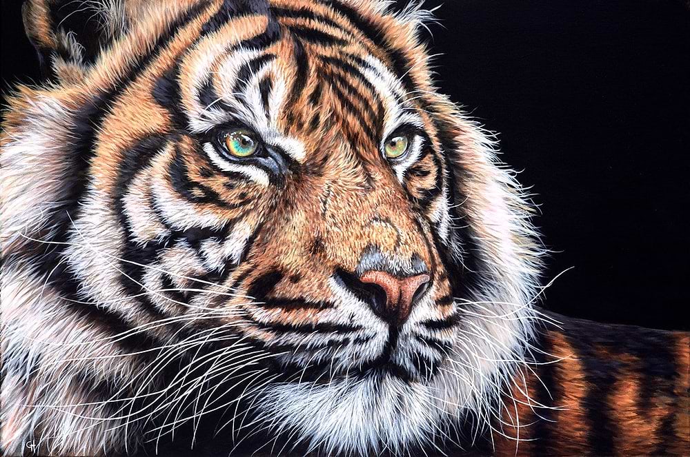 Relaxing Tiger