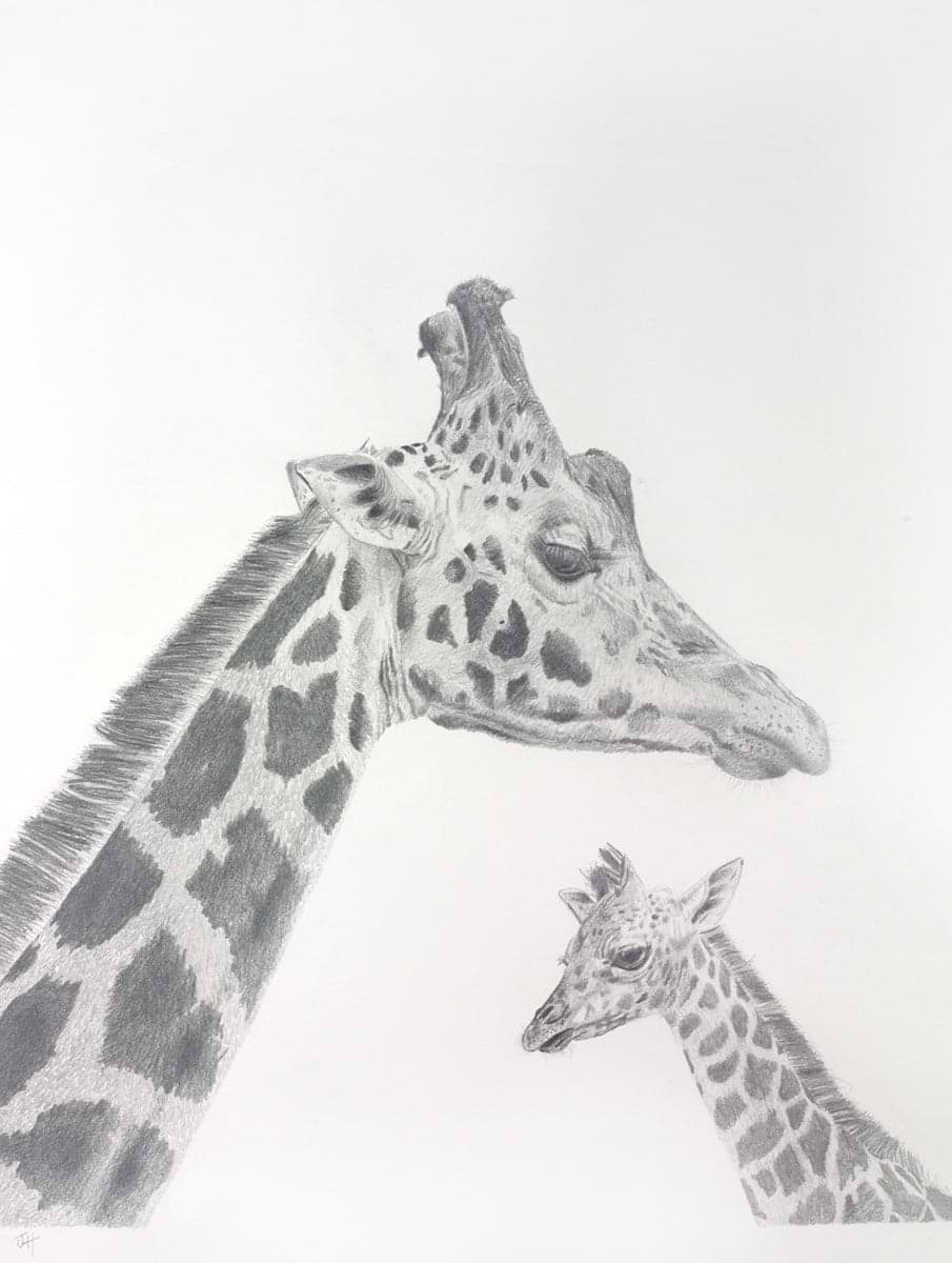 Giraffe Study