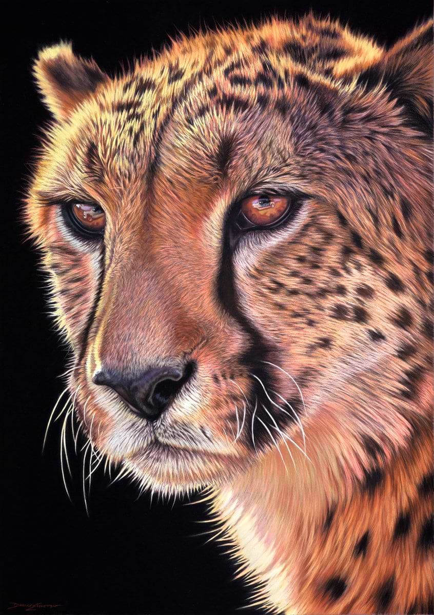 Cheetah