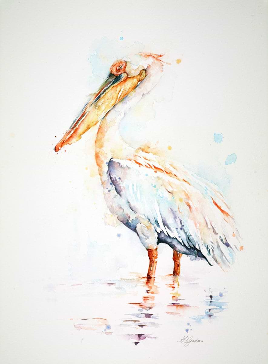 Great White Pelican