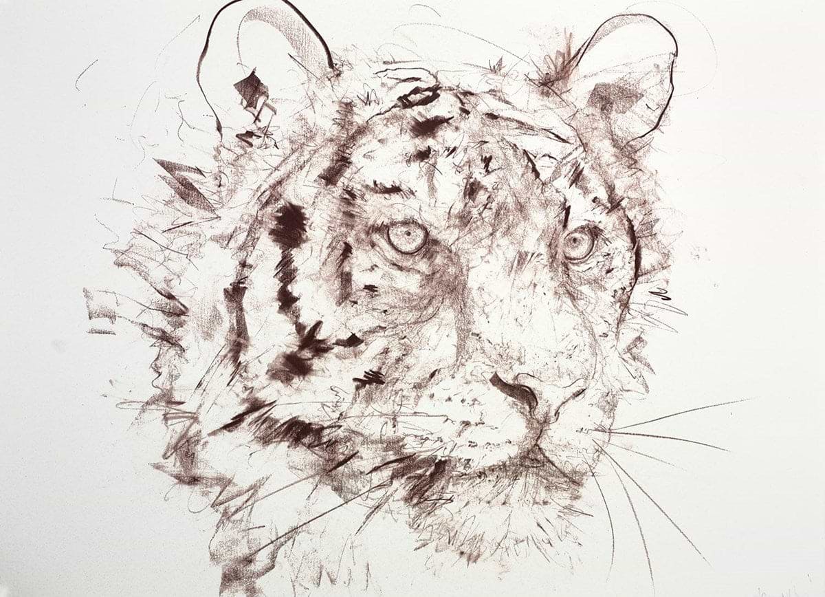 Tiger Study VIII