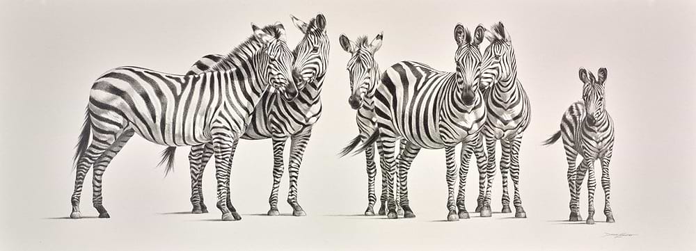 Zebra Herd