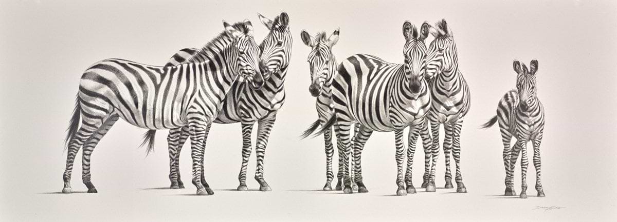 Zebra Herd