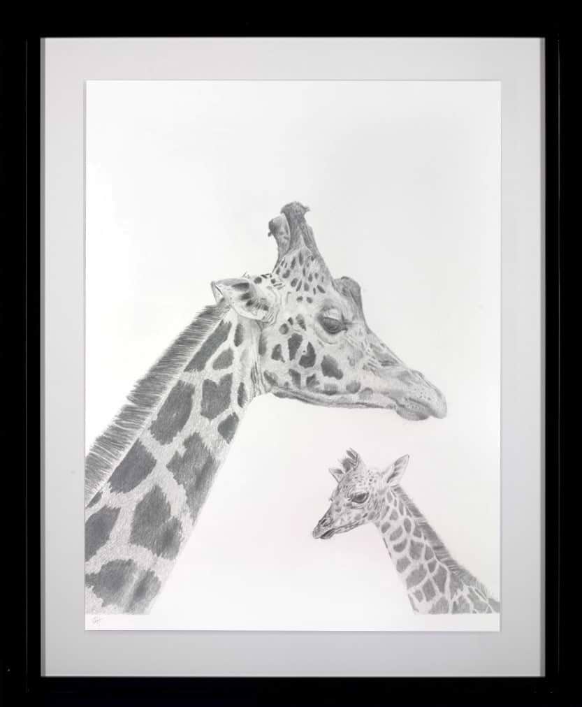 Giraffe Study (Framed)