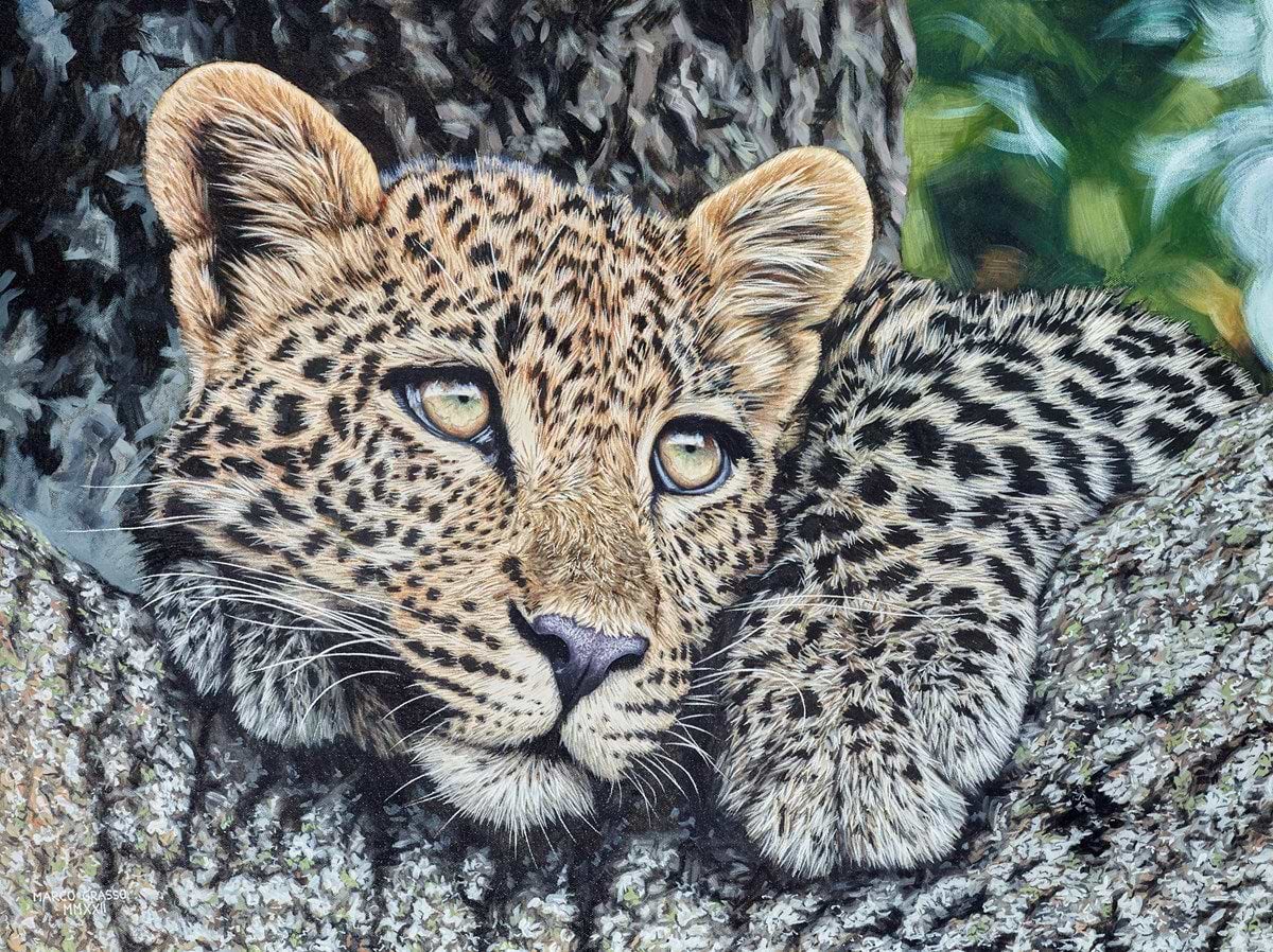 Young Leopard