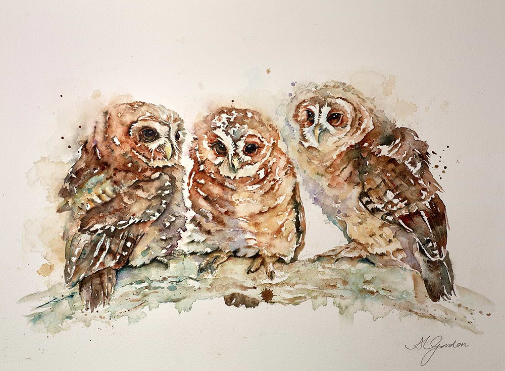 Waiting- Trio of Tawny Owlets
