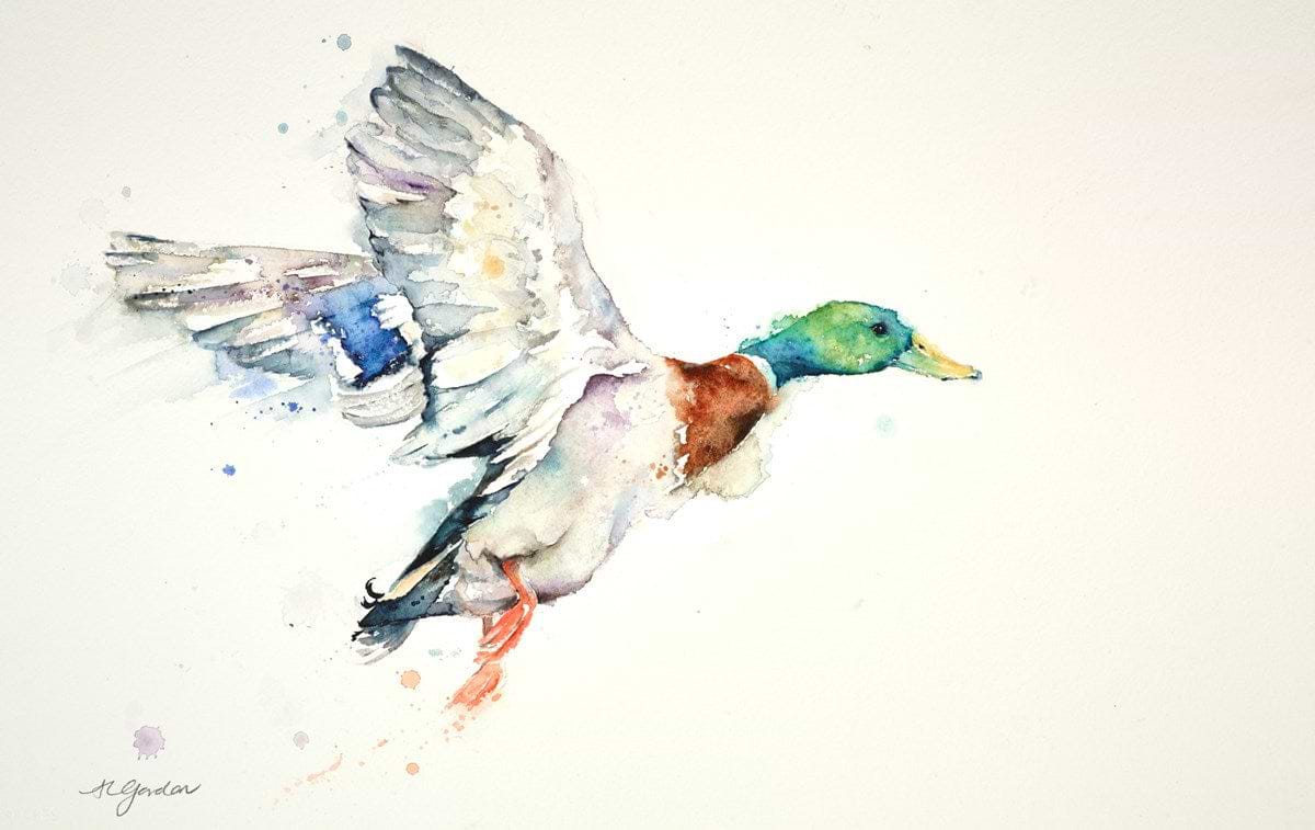 Take Off - Male Mallard