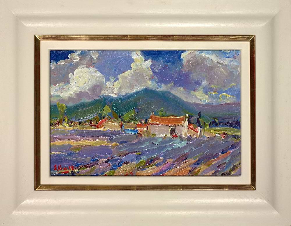 Lavender in Provence, near Sault