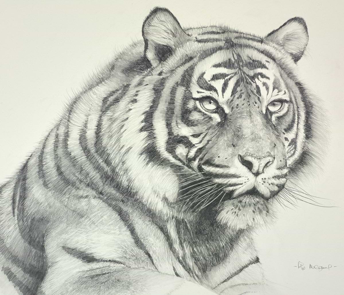 Sumatran Tiger