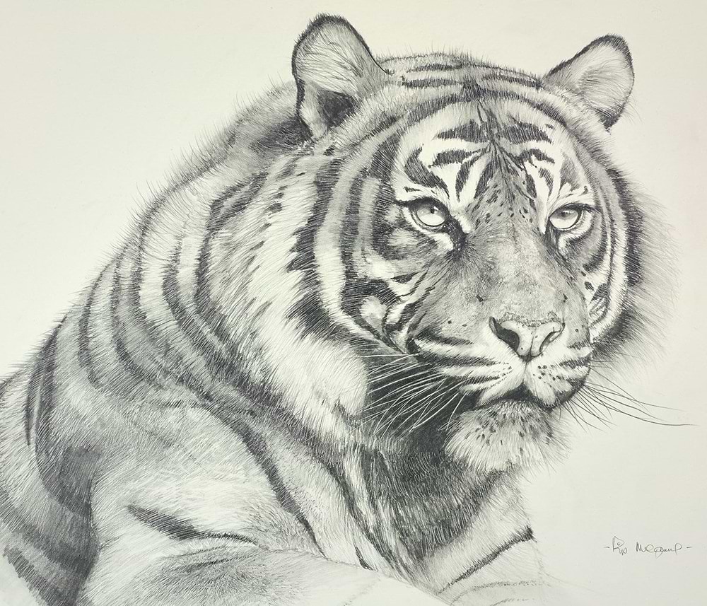 Sumatran Tiger