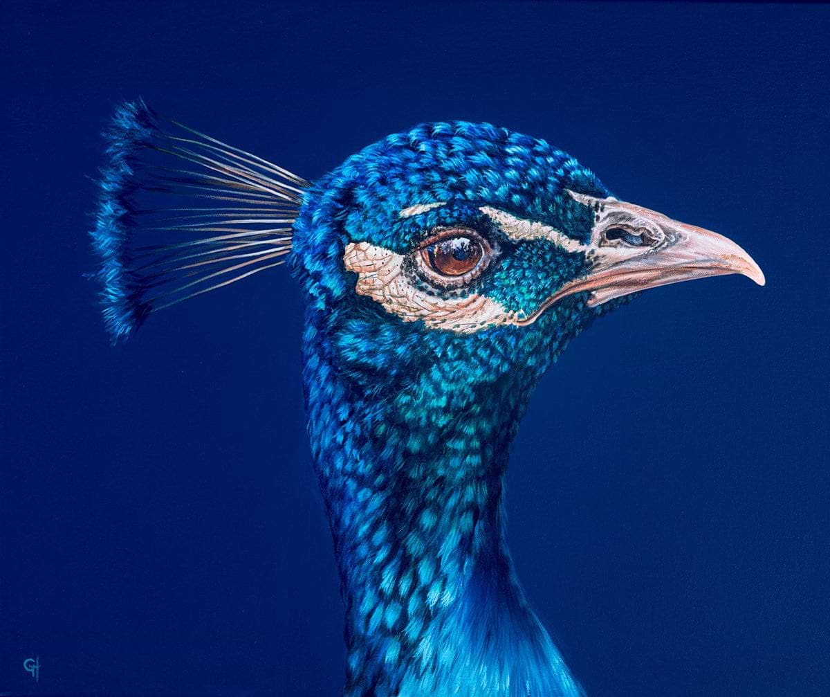 Peacock