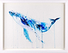 Humpback Whale