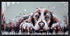 Spaniel Snoozes II