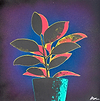 Ficus Fabulosa - Green/Blue