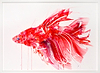 Siamese Fighting Fish