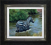Zebra In Water