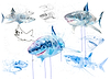Great White Study Sheet