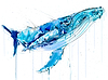 Humpback Whale V