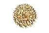 Circle of Life - Gold