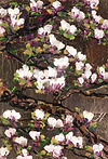 Studies in Bloom VII