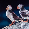 A Pair of Puffins