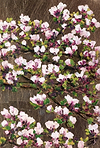 Studies in Bloom VI