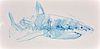 Great White Study II