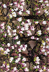 Studies in Bloom III