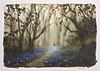 Through Bluebell Wood (study)