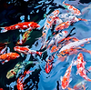 A School of Carp