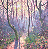 Winter Wood (first light)