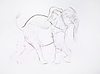 Young Elephant XVII