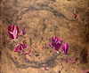 Bees & Magnolias