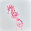 Seahorse