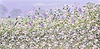 Spring Meadow IV