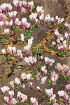 Flower Studies VI
