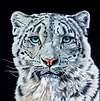 Watchful I
