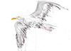 Seagull