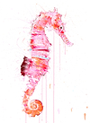 Seahorse I (Looking For Love)