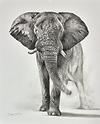 Elephant Study III
