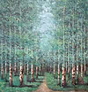 Woodland Walkway II